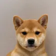 Dog Wifout Hat 钱包