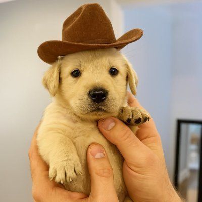 PNUTDOG