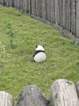 团子 The Baby Panda-Wallet