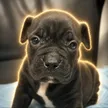 Elon's Dog 钱包
