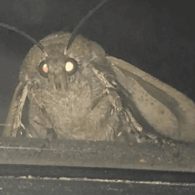 MOTH token on Solana