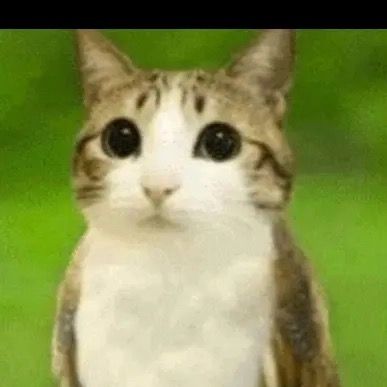 MEOWL