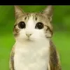 meowl the owl cat