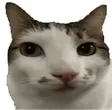 nom nom cat 钱包