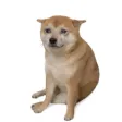 CASH DOG Wallet