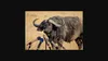 The Buffalo's House