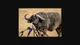 BUFFALO