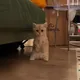 SCOOP