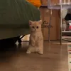 Scoop