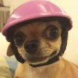 dogweftism Wallet