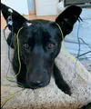 New Neuralink Dog