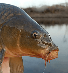 #CARP