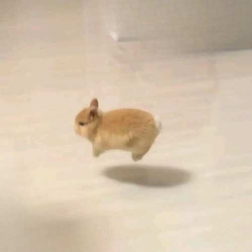 hop