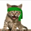 Green Kitten Crew Wallet