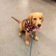 Barking Puppy Wallet