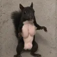 Minimi The Squirrel 钱包