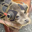 SpaceX Seal 钱包