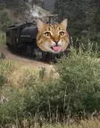 traincat 錢包