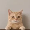 Cat Wifout Hat