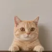 Monedero de Cat Wifout Hat