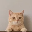 Monedero de Cat Wifout Hat