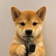 Dogwifgun Wallet