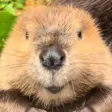 Beep Beep The Beavah-Wallet