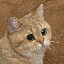 STARECAT