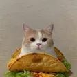 tacocat 钱包