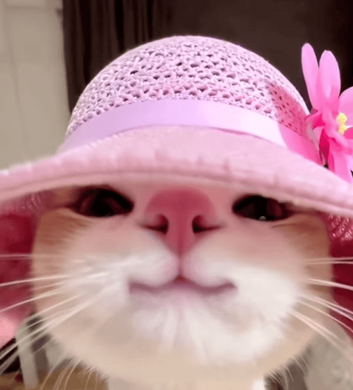 RAWR