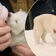 DIREWOLF