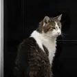 Larry the Cat-Wallet