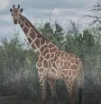 Gracie the Giraffe वॉलेट