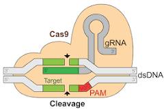 Cas9