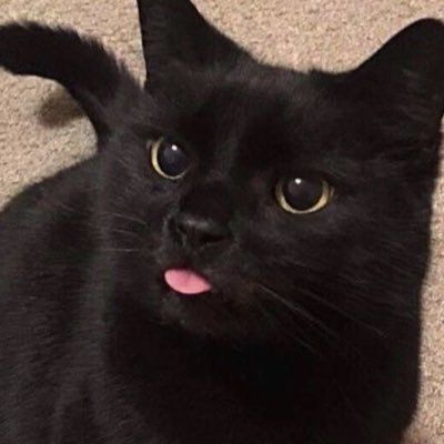 Luck Cat