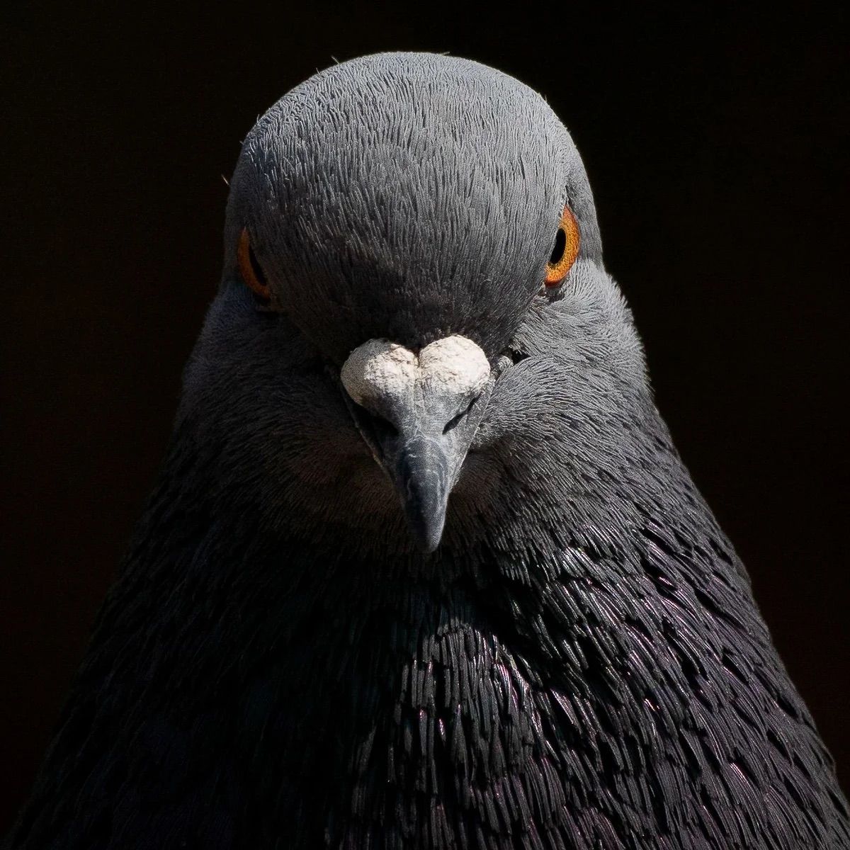 PIGEON