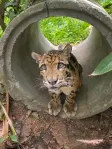Billetera น้องยาน