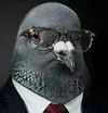 PIGEON