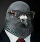 PIGEON