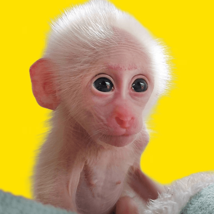 Moon Monkey