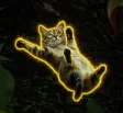 Sliding Cat 钱包