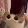 MEEP CAT 钱包