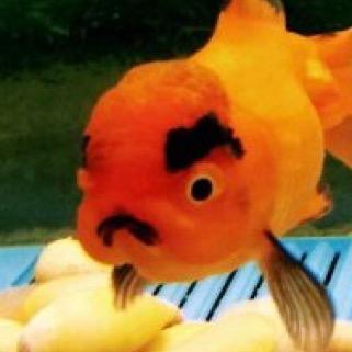 GLUB