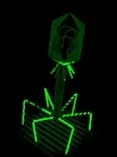 Portefeuille bacteriophage