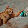 Mack the Jupiter Cat