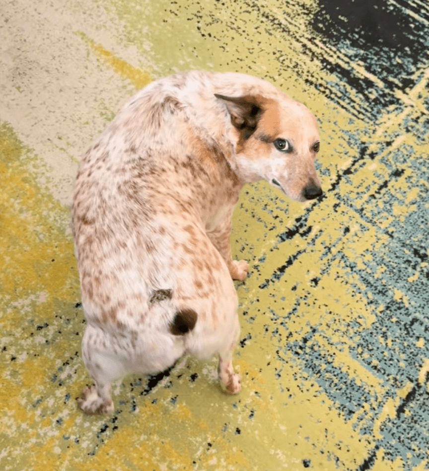 prix-de-sydney-the-twerking-dog-aujourd-hui-graphique-sydney-usd