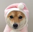 JITO The Shiba 钱包