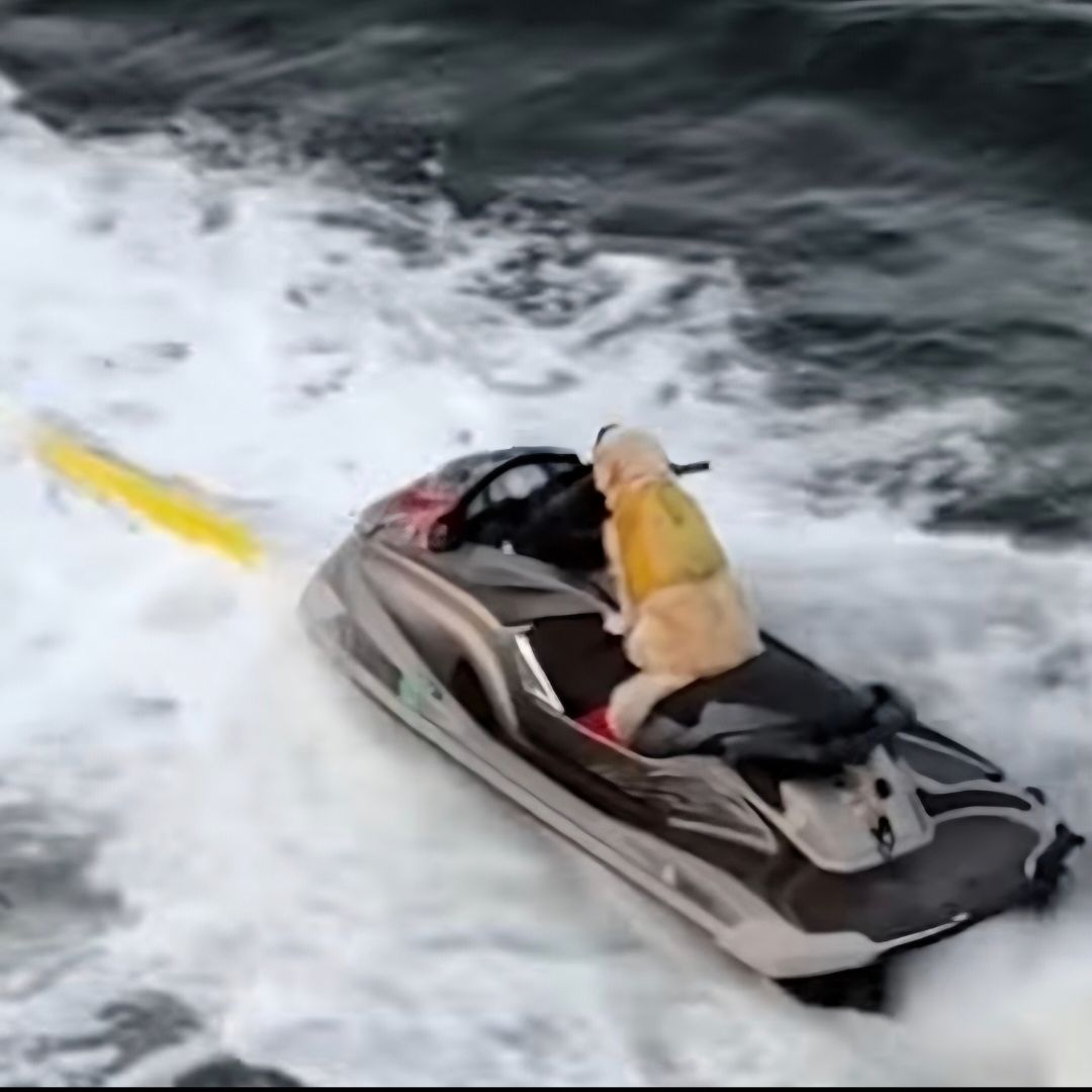 JETSKI DOG 钱包
