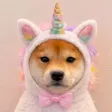 Inucorn 钱包