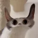 MEEPCAT